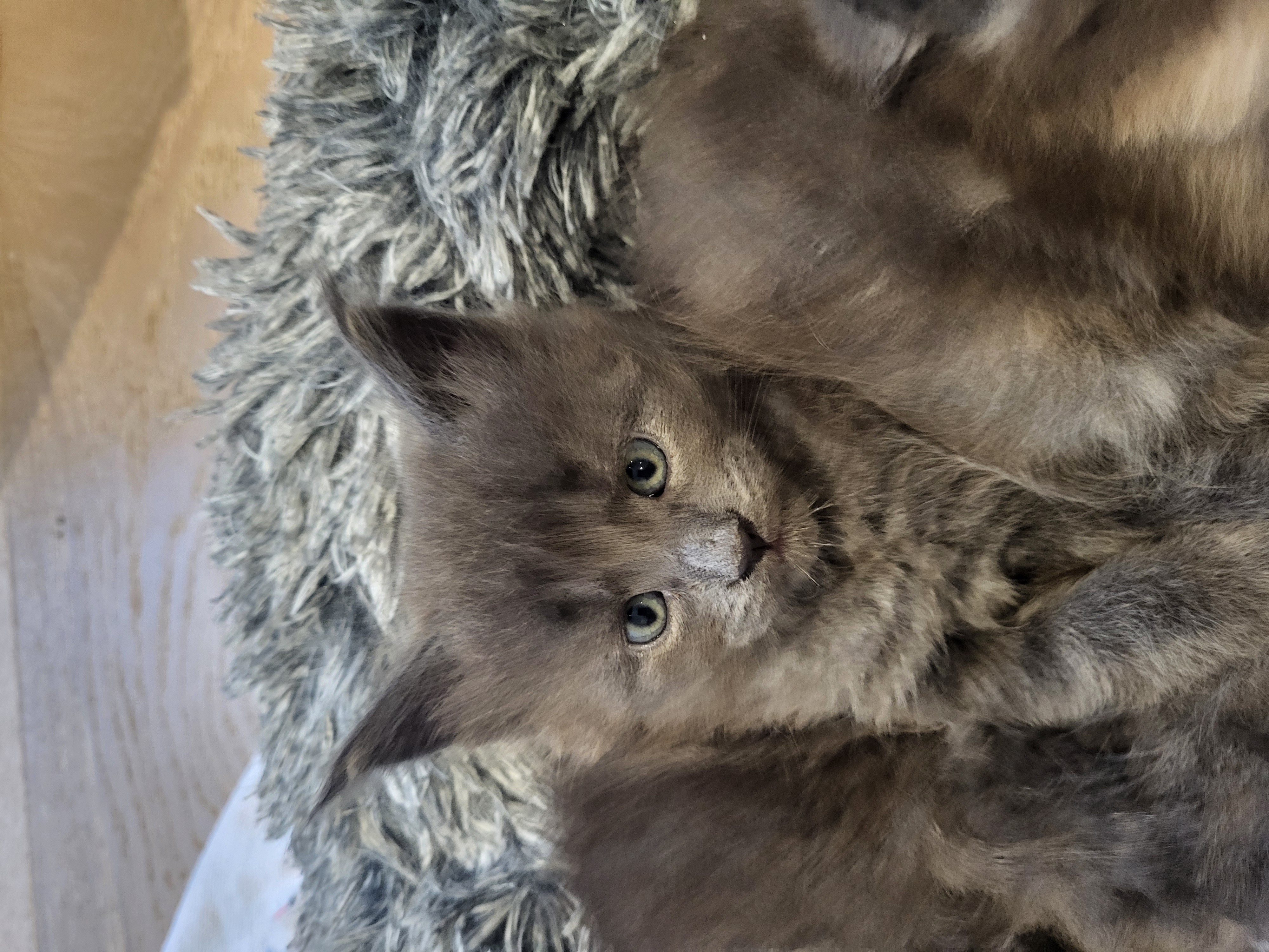 Blinky — the curious one