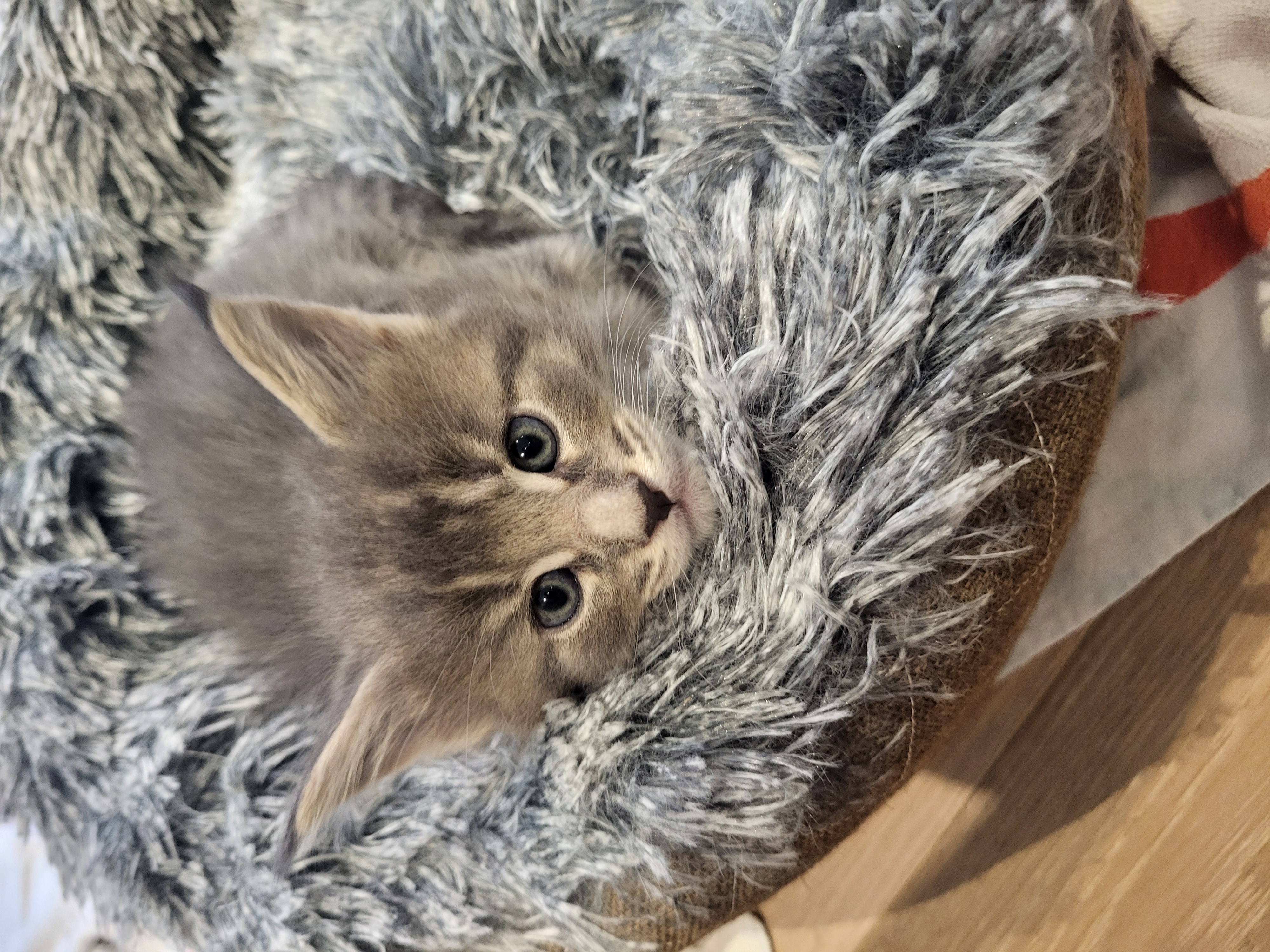 Fred — the bold one