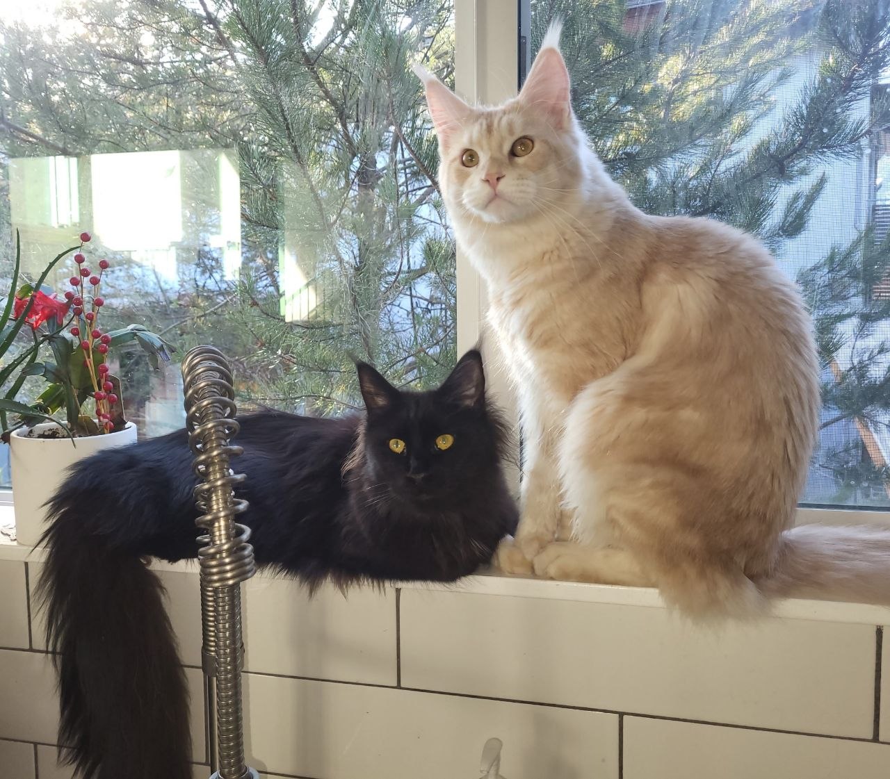 Kizmit and Marvin, proud Maine Coon parents